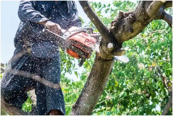 tree services Biglerville